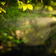 Illustration for article titled I Saw a Spider In My Car Last Night, Then I Lost Sight of Him. Whole Ride Ruined